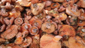 cintar pazar tezgahlarinda yerini aldi kilosu 500 liraya kadar yukseliyor pFM9mflh.jpg