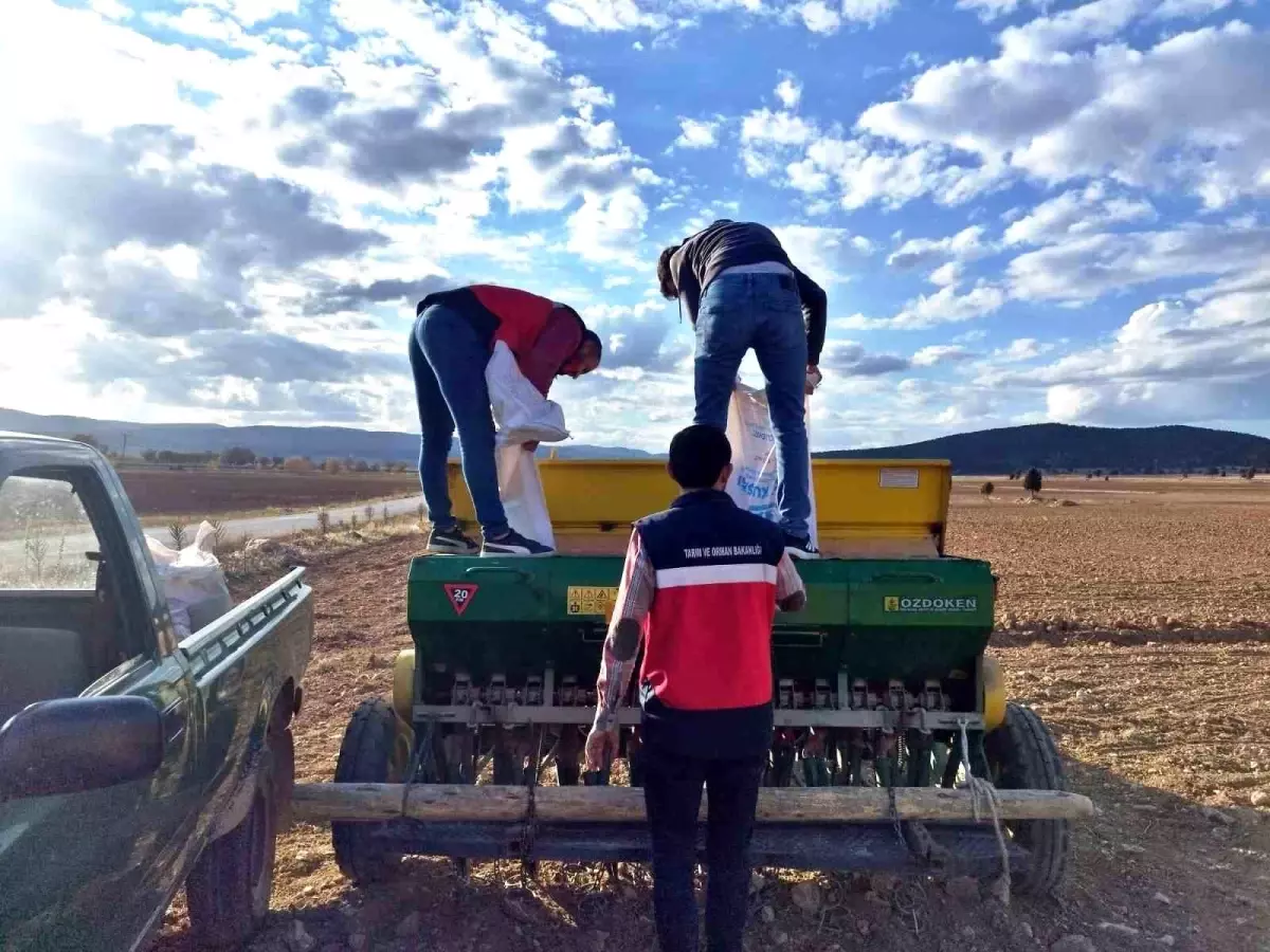cavdarhisarda tohum dagitimi ve ekim calismalari basladi ArBL3agg.jpg