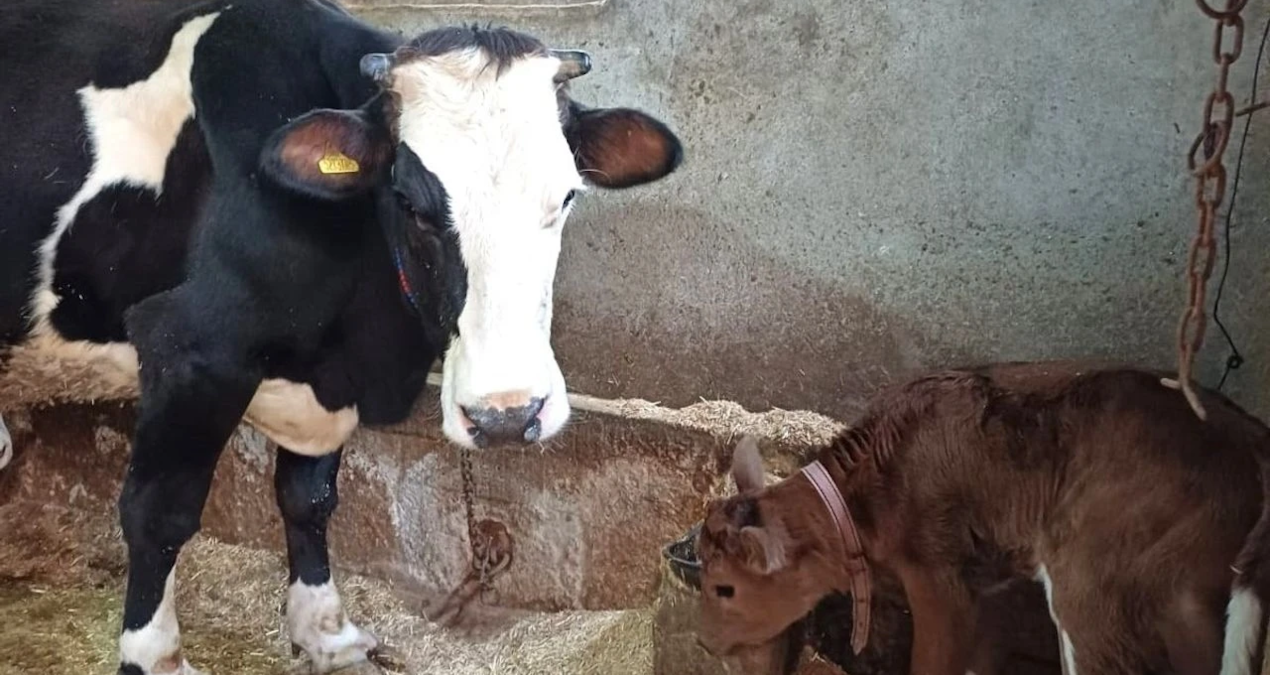 hayvancilikta devrim sut alerjisine karsi genleri susturulmus buzagilar dogdu W18TzPF8.jpg