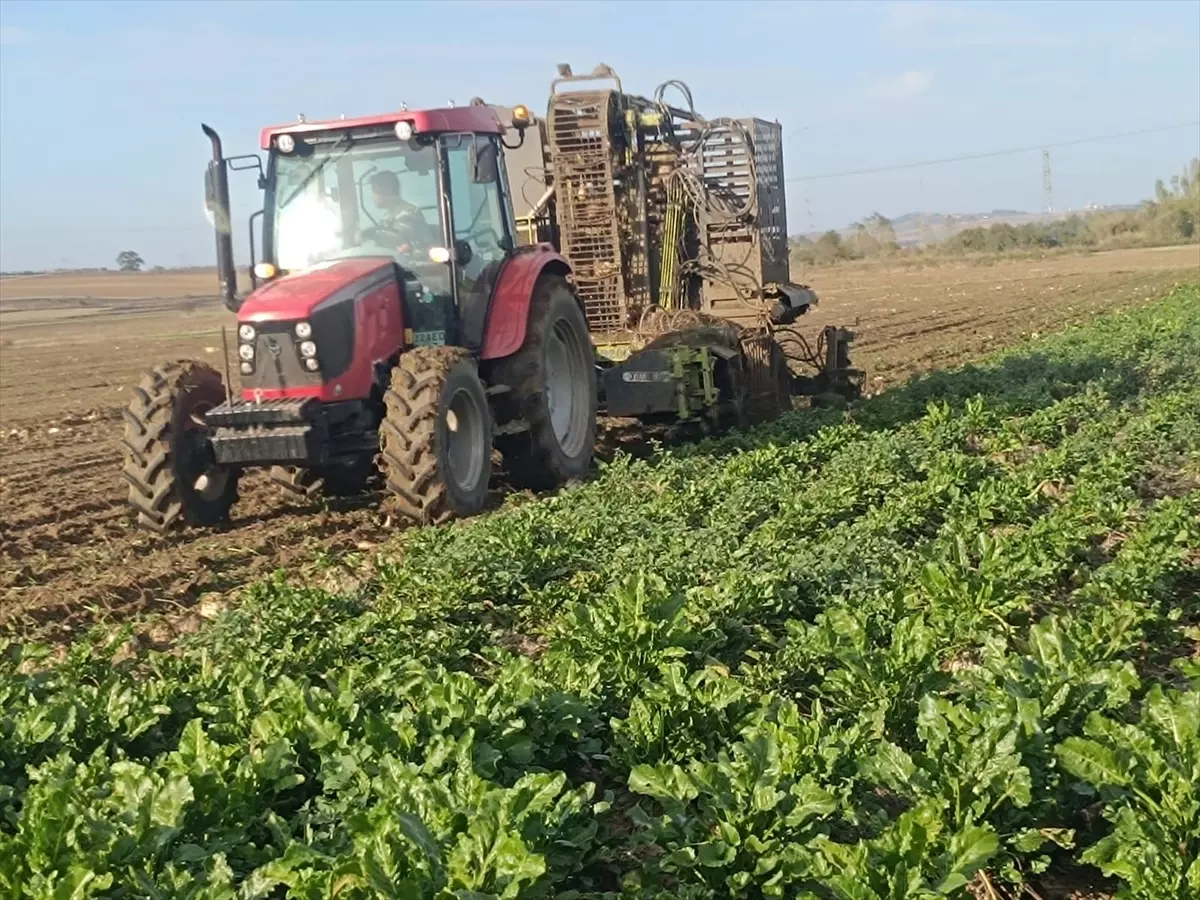 kesanda pancar hasadi devam ediyor ZAL5Yrst.jpg