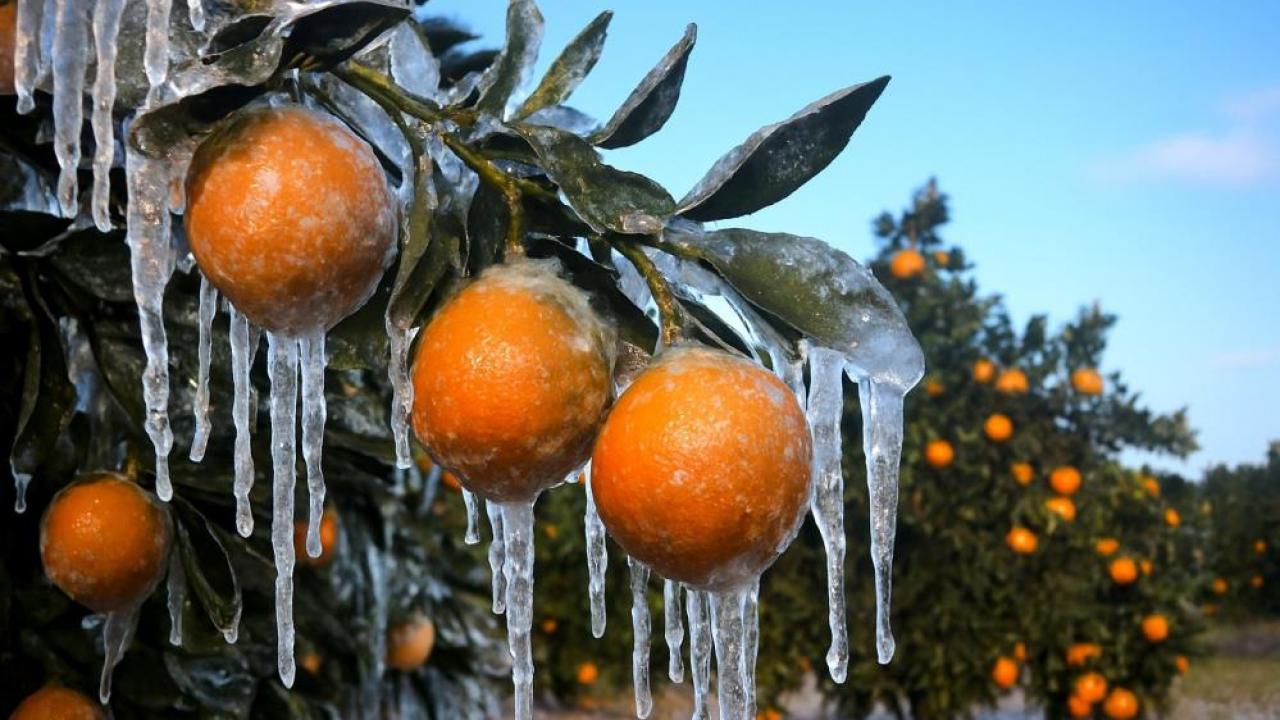 zirai dondan etkilenen ureticilere 17 milyar lira yeni destek odemesi EOcaDugj.jpg